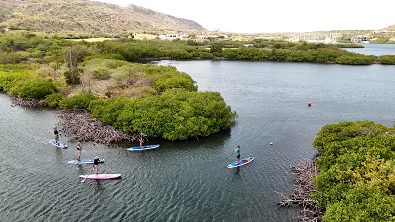 Spanish Water Mangrove